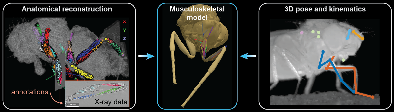 Pipeline to develop Drosophila leg musculoskeletal models