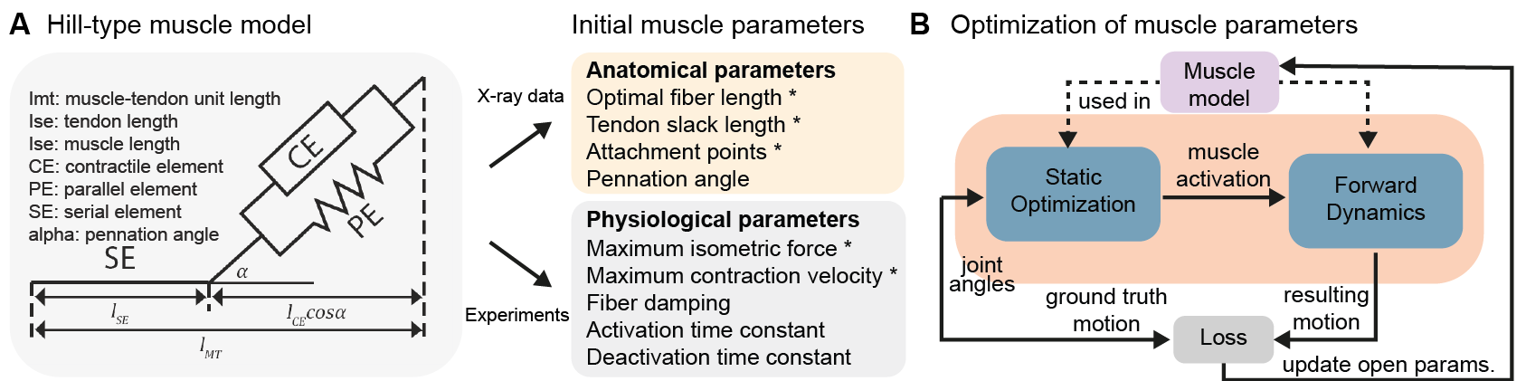 Optimization and assessment of muscle model parameters